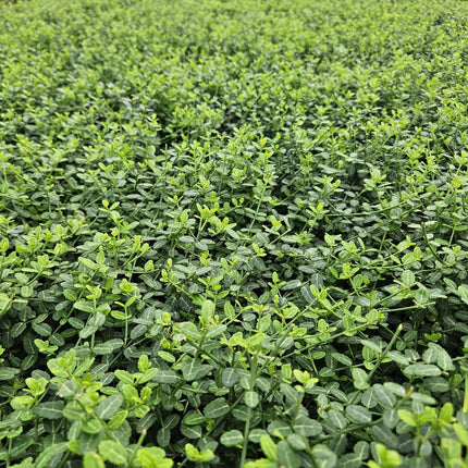 Kleinblättrige Teppichspindel – Euonymus fortunei 'Minimus' – ↕10-25cm – Ø9cm – Winterhart & Pflegeleicht – Herbstfärbung