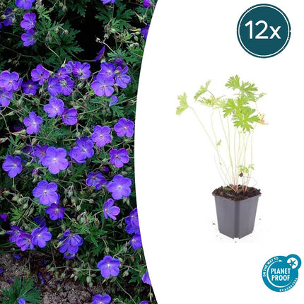 Storchschnabel Geranium 'Johnson's Blue' – ↕10-25cm – Ø9cm – Winterharte Staude & Bodendecker – Leuchtend blaue Blüten