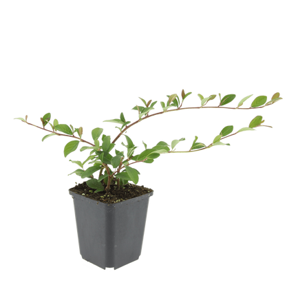 Cotoneaster dammeri – Winterharter Bodendecker mit weißen Blüten & roten Beeren – ↕10-25cm – Ø9cm – Pflegeleicht & flächendeckend