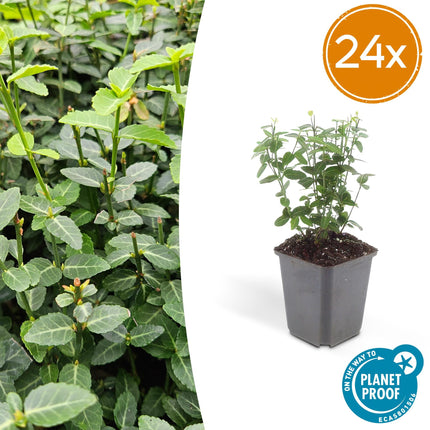 Immergrüne Kriechspindel – Euonymus fortunei radicans – ↕10-25cm – Ø9cm – Pflegeleicht & Winterhart – Garten, Beete & Zäune