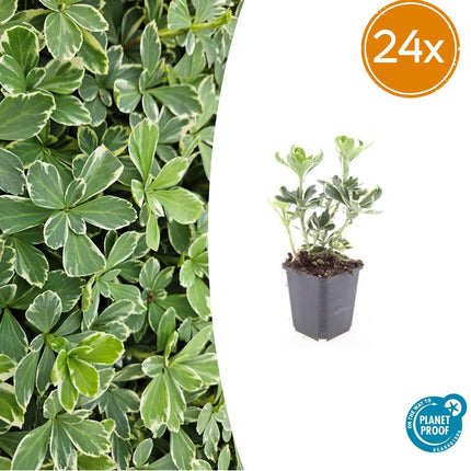 Schattengrün Pachysandra terminalis 'Variegata' – ↕10-25cm – Ø9cm – Cremeweiße Blätter