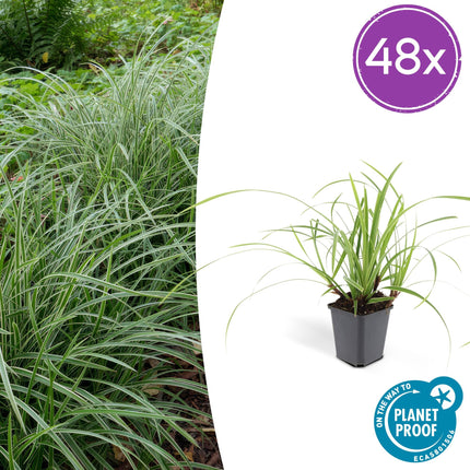 Weißrandige Segge Carex morrowii 'Ice Dance' – ↕10-25cm – Ø9cm – für Sonne & Schatten – Pflegeleicht