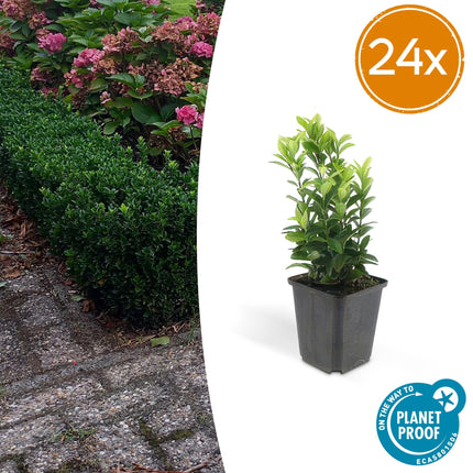 Euonymus japonicus 'Green Spire' – Immergrüner Heckenstrauch – ↕10–25cm – Ø9cm – Kompakter Buchsbaum-Ersatz – Pflegeleicht & schnittverträglich – Für Hecken & Beete