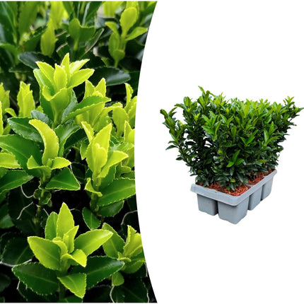 Japanischer Spindelstrauch Euonymus 'Green Spire' – Ø7cm – ↕15cm – Aufrechter, winterharter Zierstrauch für Garten, Terrasse & Hecke