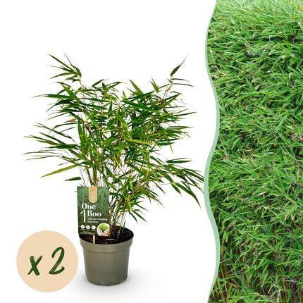 Bambus Fargesia rufa – Immergrün – Nicht ausbreitend – Grüner Bambus für Hecke, Garten & Terrasse – Ø17cm Höhe ca. 60cm