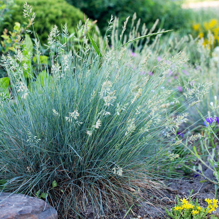 Blauschwingel Festuca glauca Intense Blue – Ø17cm – Immergrün – Pflegeleicht – Blaugrüne Ziergras – Höhe ca. 50cm