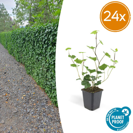 Hedera hibernica – Irischer Efeu – ↕10-25cm – Ø9cm – Immergrüner Kletter – & Bodendecker – Pflegeleicht & winterhart