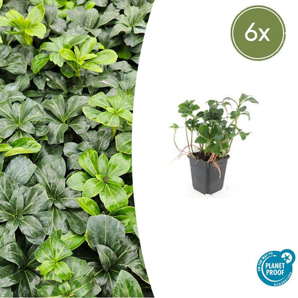 Schattengrün Pachysandra terminalis 'Green Sheen' – ↕10-25cm – Ø9cm – Pflegeleicht & Winterhart