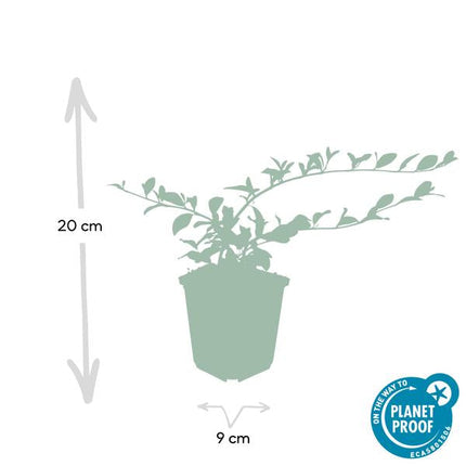 Teppich – Zwergmispel Cotoneaster dammeri – ↕10-25cm – Ø9cm – Bodendecker – Blühend & pflegeleicht – Sonne & Schatten