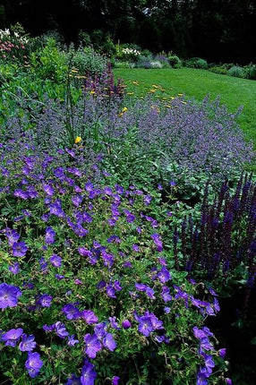 Storchschnabel Geranium 'Johnson's Blue' – ↕10-25cm – Ø9cm – Winterharte Staude & Bodendecker – Leuchtend blaue Blüten