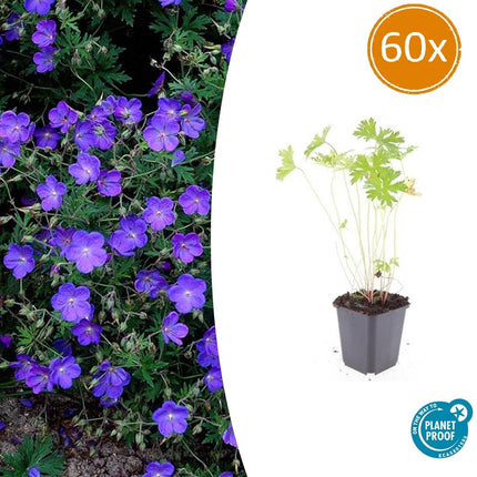 Storchschnabel Geranium 'Johnson's Blue' – ↕10-25cm – Ø9cm – Winterharte Staude & Bodendecker – Leuchtend blaue Blüten