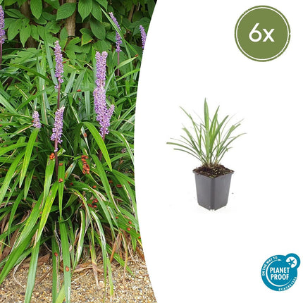 Lilientraube Liriope muscari 'Ingwersen' – ↕10-25cm – Ø9cm –, Immergrün, Violette Blüten, Winterhart, Pflegeleicht