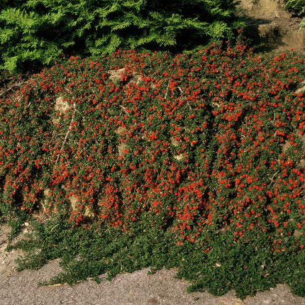 Cotoneaster prostratus 'Streib's Findling' – Flachwachsender Bodendecker – ↕10-25cm – Ø9cm – Immergrün & winterhart – Pflegeleicht