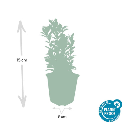 Euonymus japonicus 'Green Spire' – Immergrüner Heckenstrauch – ↕10–25cm – Ø9cm – Kompakter Buchsbaum-Ersatz – Pflegeleicht & schnittverträglich – Für Hecken & Beete