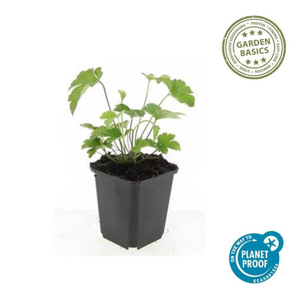 Filzige Herbst – Anemone – Anemone tom. 'Robustissima' – ↕10-25cm – Ø9cm – Bienenfreundliche, purpurblaue Staude für Beete & Rabatten