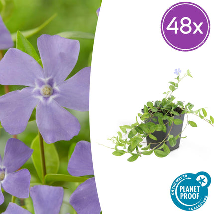 Vinca minor – ↕10-25cm – Ø9cm – Bodendecker – Blaue Blüten – Sonne & Schatten – Pflegeleicht & Robust