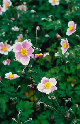 Filzige Herbst – Anemone – Anemone tom. 'Robustissima' – ↕10-25cm – Ø9cm – Bienenfreundliche, purpurblaue Staude für Beete & Rabatten