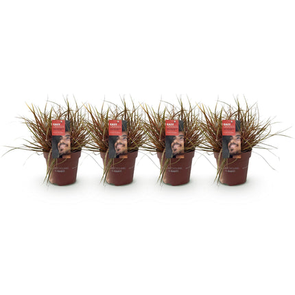 Mahagonigras – Uncinia rubra 'Everflame' – Rotes Ziergras – Immergrün – Pflegeleicht – Für Beete & Töpfe – Ø17cm – Höhe ca. 50cm