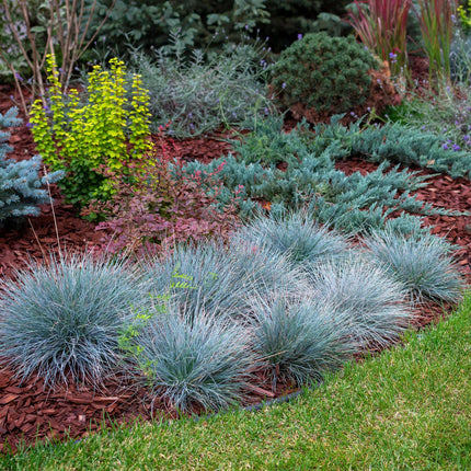 Blauschwingel Festuca glauca Intense Blue – Ø17cm – Immergrün – Pflegeleicht – Blaugrüne Ziergras – Höhe ca. 50cm