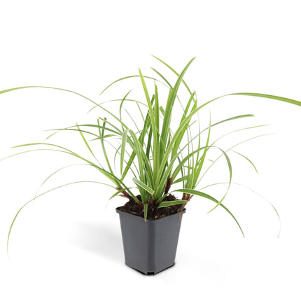 Weißrandige Segge Carex morrowii 'Ice Dance' – ↕10-25cm – Ø9cm – für Sonne & Schatten – Pflegeleicht