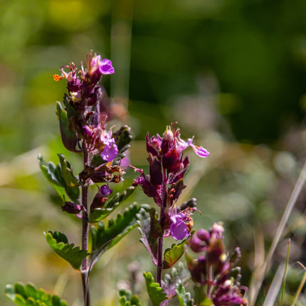Teucrium lucidrys – Ø9cm – Höhe 10-25cm – Immergrüner Halbstrauch – Schnittverträglich – Für Hecke, Steingarten & moderne Gartenanlagen