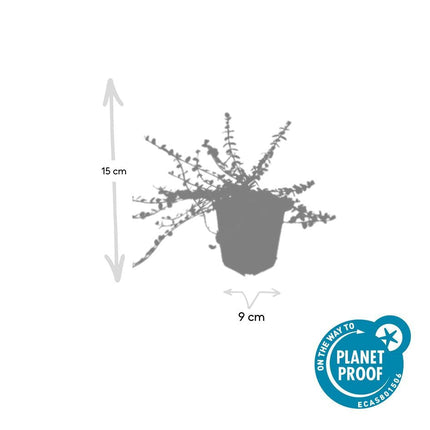Kleinblättrige Teppichspindel – Euonymus fortunei 'Minimus' – ↕10-25cm – Ø9cm – Winterhart & Pflegeleicht – Herbstfärbung