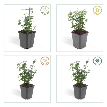 Immergrüne Kriechspindel – Euonymus fortunei radicans – ↕10-25cm – Ø9cm – Pflegeleicht & Winterhart – Garten, Beete & Zäune