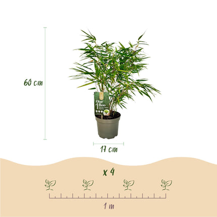 Bambus Fargesia rufa – Immergrün – Nicht ausbreitend – Grüner Bambus für Hecke, Garten & Terrasse – Ø17cm Höhe ca. 60cm