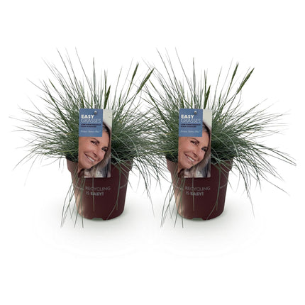 Blauschwingel Festuca glauca Intense Blue – Ø17cm – Immergrün – Pflegeleicht – Blaugrüne Ziergras – Höhe ca. 50cm