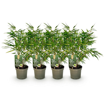 Bambus Fargesia rufa – Immergrün – Nicht ausbreitend – Grüner Bambus für Hecke, Garten & Terrasse – Ø17cm Höhe ca. 60cm