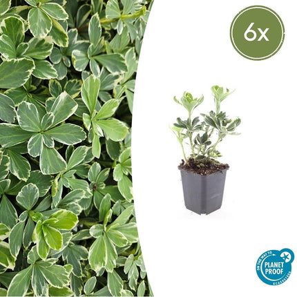 Schattengrün Pachysandra terminalis 'Variegata' – ↕10-25cm – Ø9cm – Cremeweiße Blätter