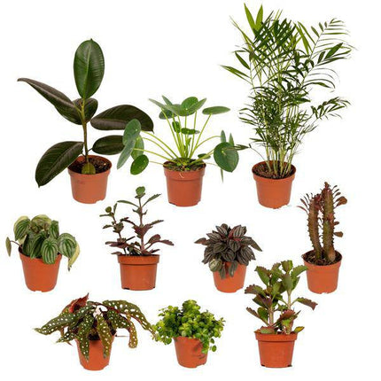 Außenseiterbox Set für Urban Jungle, Fensterbank, Wohnzimmer & Büro