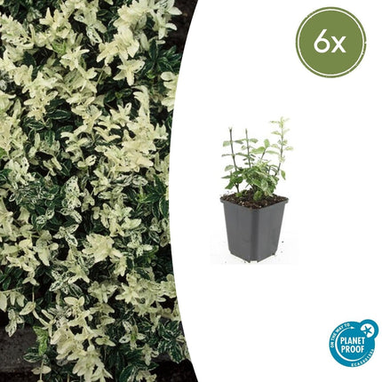 Kriechspindel – Euonymus fortunei 'Harlequin' – ↕10-25cm – Ø9cm – Buntlaub – Sonne & Schatten – Pflegeleicht – Winterhart
