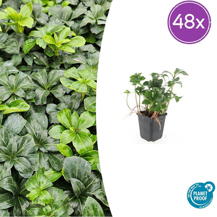 Schattengrün Pachysandra terminalis 'Green Sheen' – ↕10-25cm – Ø9cm – Pflegeleicht & Winterhart
