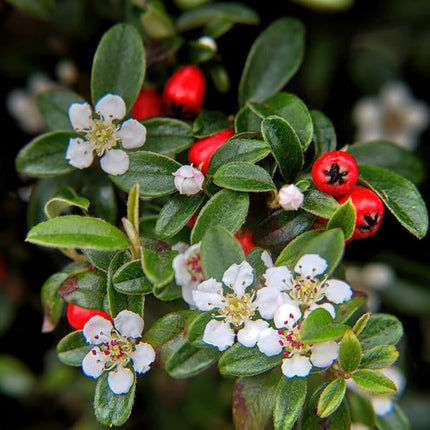 Teppich – Zwergmispel Cotoneaster dammeri – ↕10-25cm – Ø9cm – Bodendecker – Blühend & pflegeleicht – Sonne & Schatten