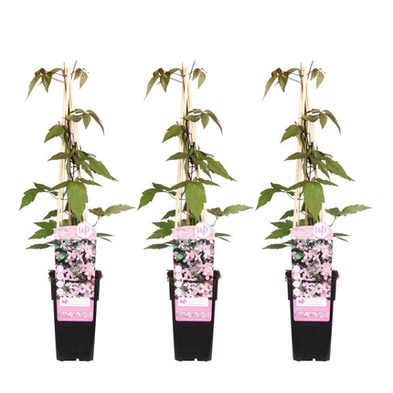 Clematis Montana 'Fragrant Spring' – Ø15cm – ↕65cm – Duftende Waldrebe – Schnellwachsende Kletterpflanze mit kleinen rosa Blüten