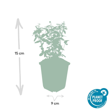Immergrüne Kriechspindel – Euonymus fortunei radicans – ↕10-25cm – Ø9cm – Pflegeleicht & Winterhart – Garten, Beete & Zäune