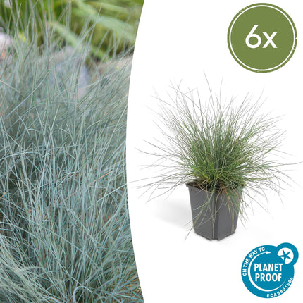 Blau – Schwingel – Festuca glauca 'Elijah Blue' – ↕10-25cm – Ø9cm – Ziergras – graues Gras – Pflegeleicht & Winterhart
