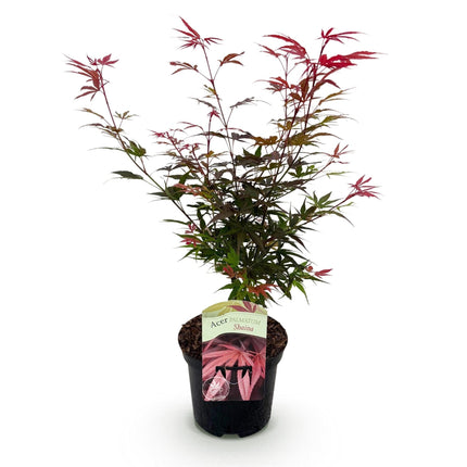 Japanischer Ahorn – Acer palmatum 'Shaina' – ca. 70cm hoch – Ø19cm – kompakte Sorte mit tiefrotem Laub – Balkon – & Gartenpflanze