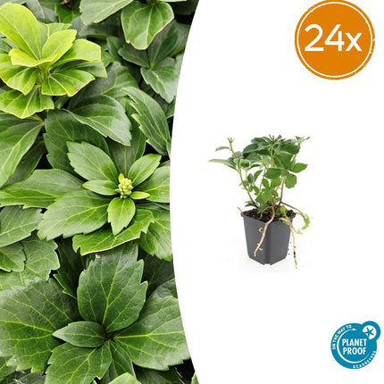 Pachysandra terminalis – ↕10-25cm – Ø9cm – Immergrün – Bodendecker – Schatten – Pflegeleicht – Japanischer Ysander