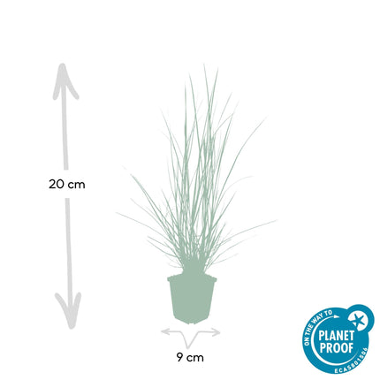 Pennisetum alopecuroides 'Hameln' – ↕10-25cm – Ø9cm – Ziergras – Sonnen – & Schattenverträglich – Pflegeleicht – Beete & Töpfe