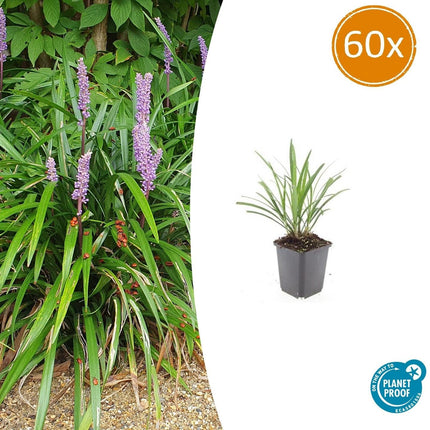 Lilientraube Liriope muscari 'Ingwersen' – ↕10-25cm – Ø9cm –, Immergrün, Violette Blüten, Winterhart, Pflegeleicht