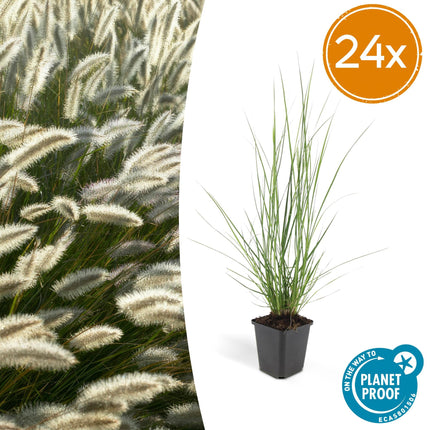 Pennisetum alopecuroides 'Hameln' – ↕10-25cm – Ø9cm – Ziergras – Sonnen – & Schattenverträglich – Pflegeleicht – Beete & Töpfe