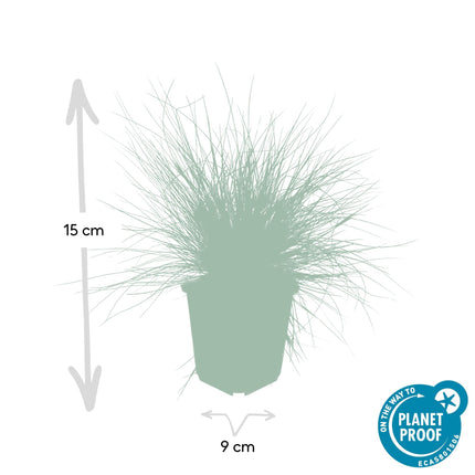Blau – Schwingel – Festuca glauca 'Elijah Blue' – ↕10-25cm – Ø9cm – Ziergras – graues Gras – Pflegeleicht & Winterhart