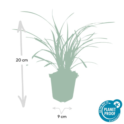 Weißrandige Segge Carex morrowii 'Ice Dance' – ↕10-25cm – Ø9cm – für Sonne & Schatten – Pflegeleicht