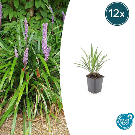 Lilientraube Liriope muscari 'Ingwersen' – ↕10-25cm – Ø9cm –, Immergrün, Violette Blüten, Winterhart, Pflegeleicht