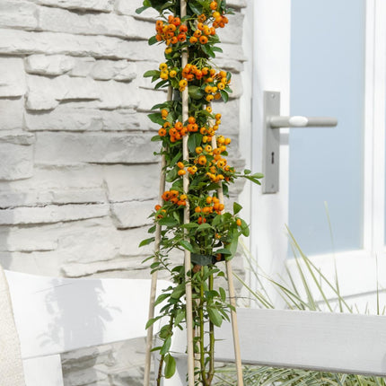 Feuerdorn Pyracantha 'Orange Glow' – Kletterstrauch – Ø15cm – ↕65cm – Frosthart, immergrün, leuchtend orange Beeren