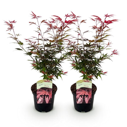 Japanischer Ahorn – Acer palmatum 'Shaina' – ca. 70cm hoch – Ø19cm – kompakte Sorte mit tiefrotem Laub – Balkon – & Gartenpflanze
