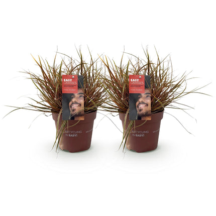 Mahagonigras – Uncinia rubra 'Everflame' – Rotes Ziergras – Immergrün – Pflegeleicht – Für Beete & Töpfe – Ø17cm – Höhe ca. 50cm