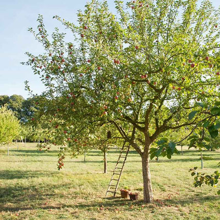 SEO. VAN NAHMEN Apfel Saft von Streuobstwiesen BIO 0,75l - Linkreich
